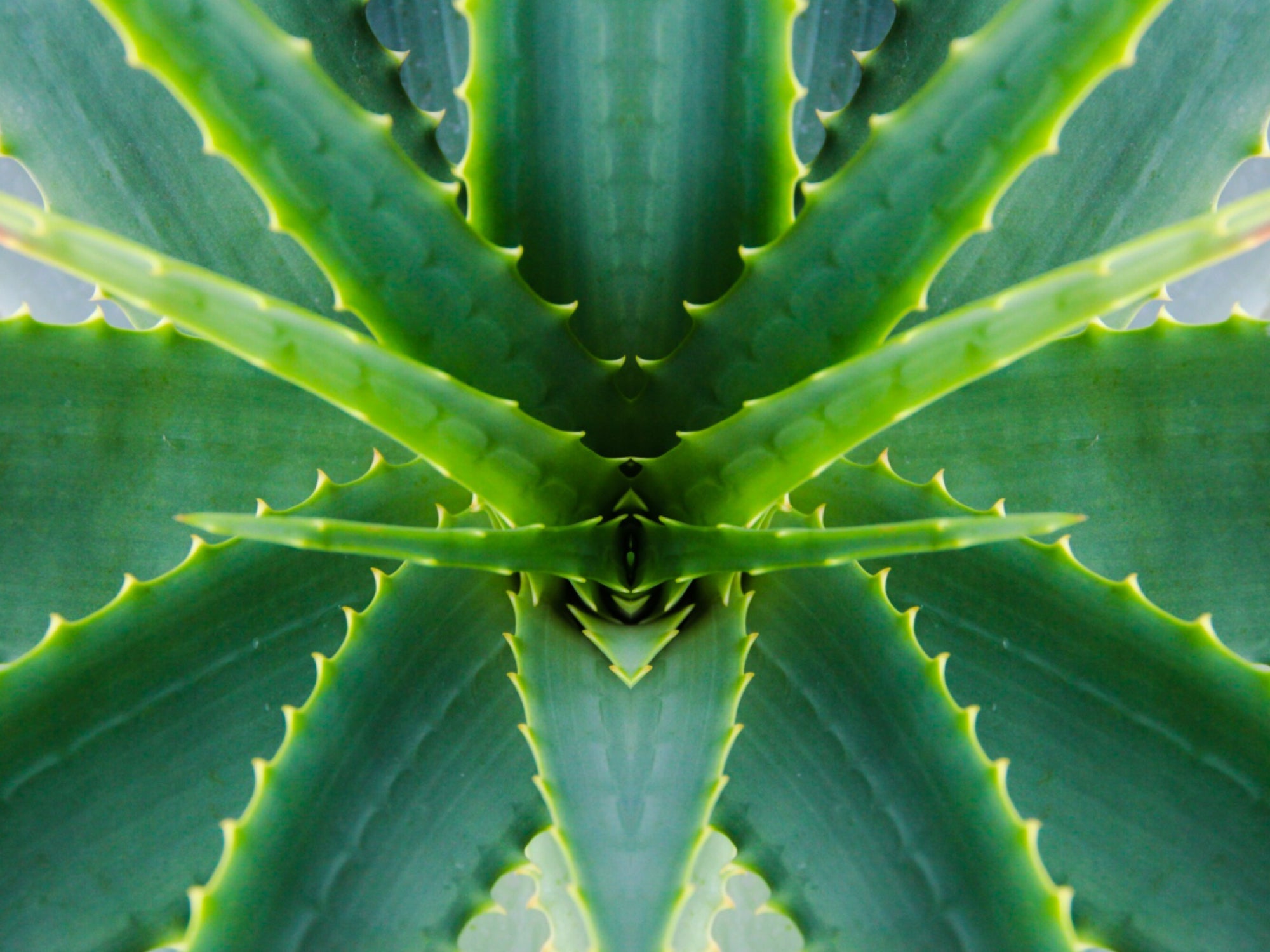 Is Aloe Vera Good For Radiation Dermatitis?