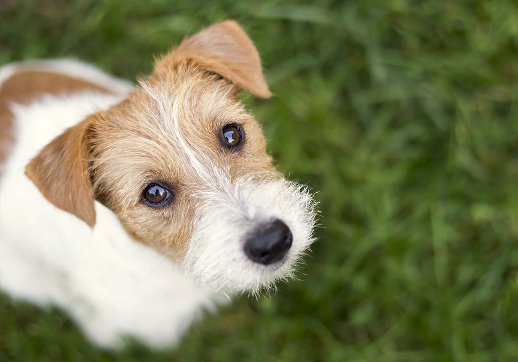 Five Ways To Use Skin Salvation On Your Dog