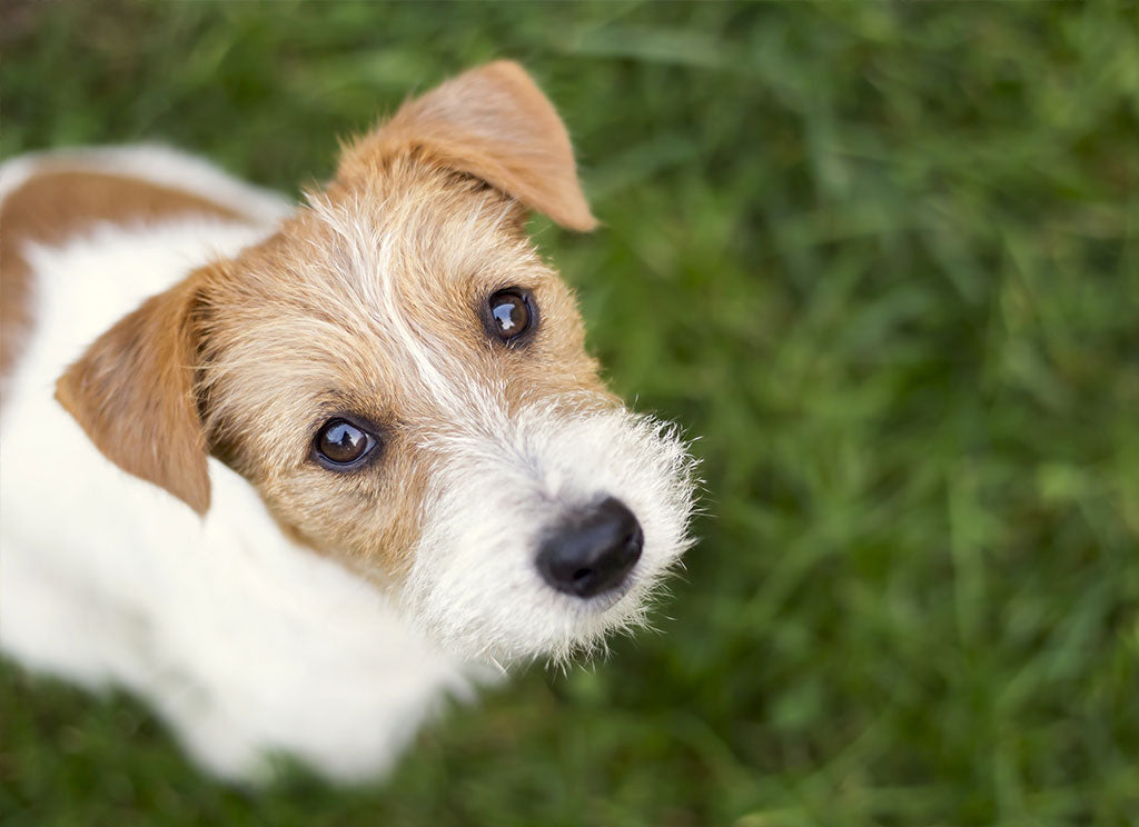 Five Ways To Use Skin Salvation On Your Dog