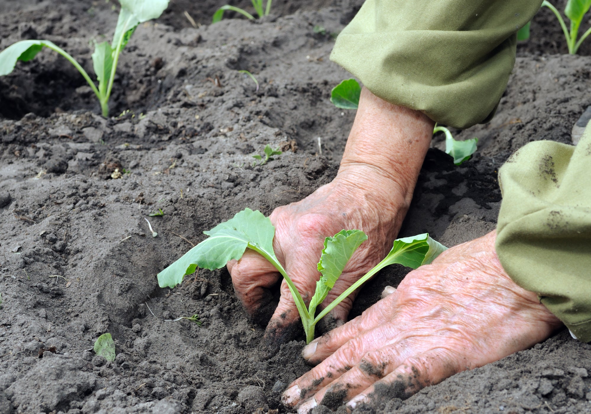 What Is The Best Hand Cream For Gardeners' Hands?