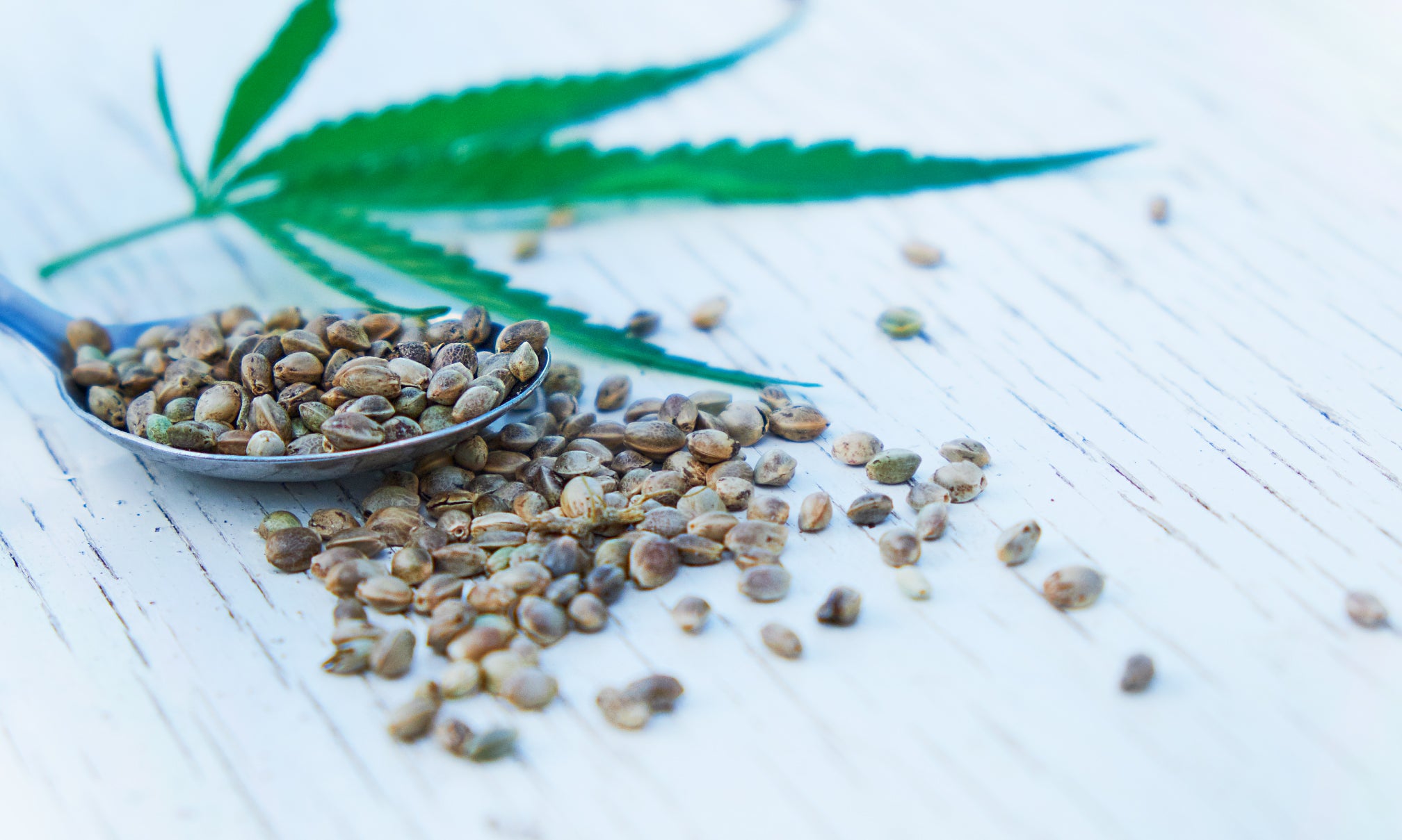 What's The Difference Between Hemp Seed Oil And CBD?