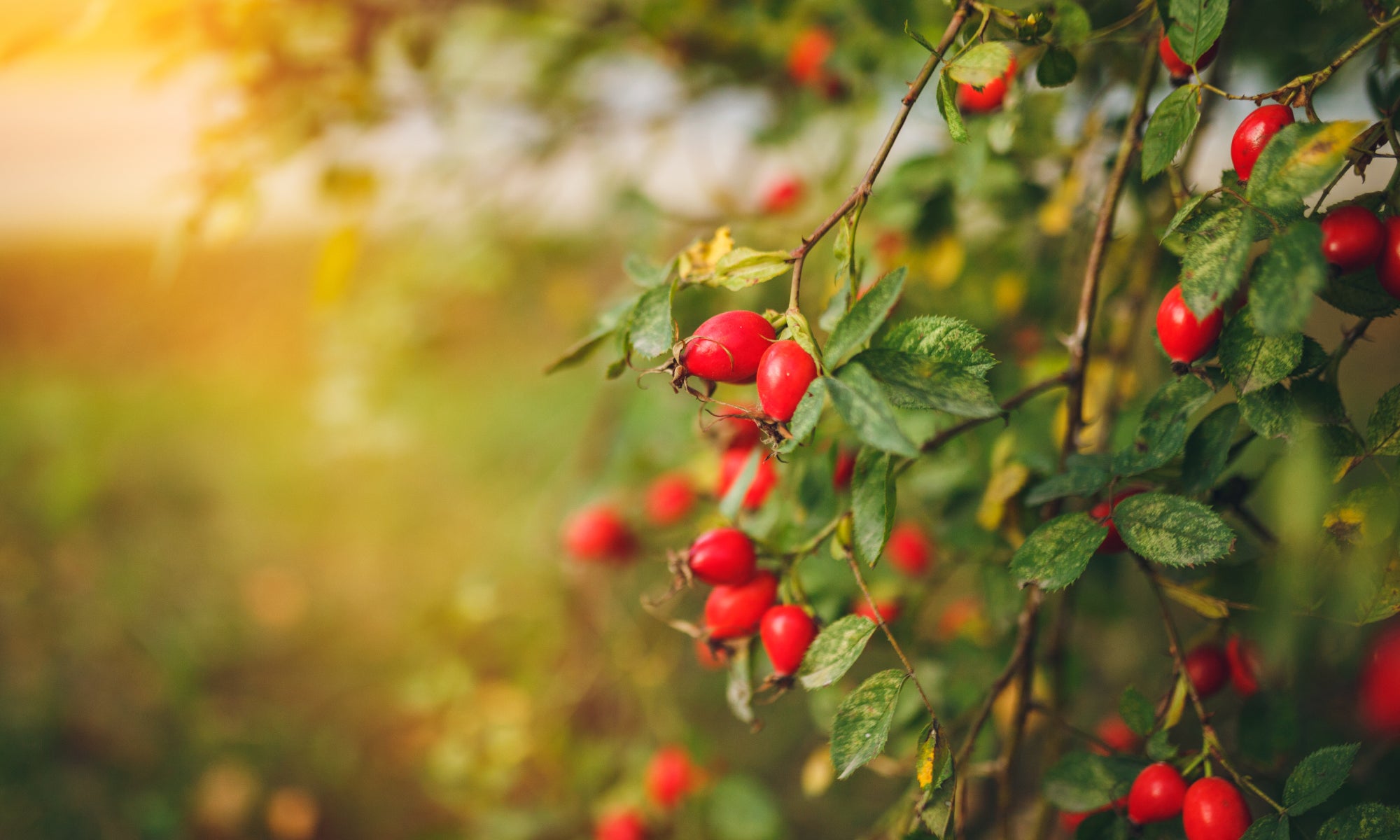 Rosehip Oil Explored: How One Powerful Little Ingredient Works For TSW