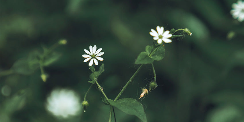 Ingredient spotlight: Chickweed